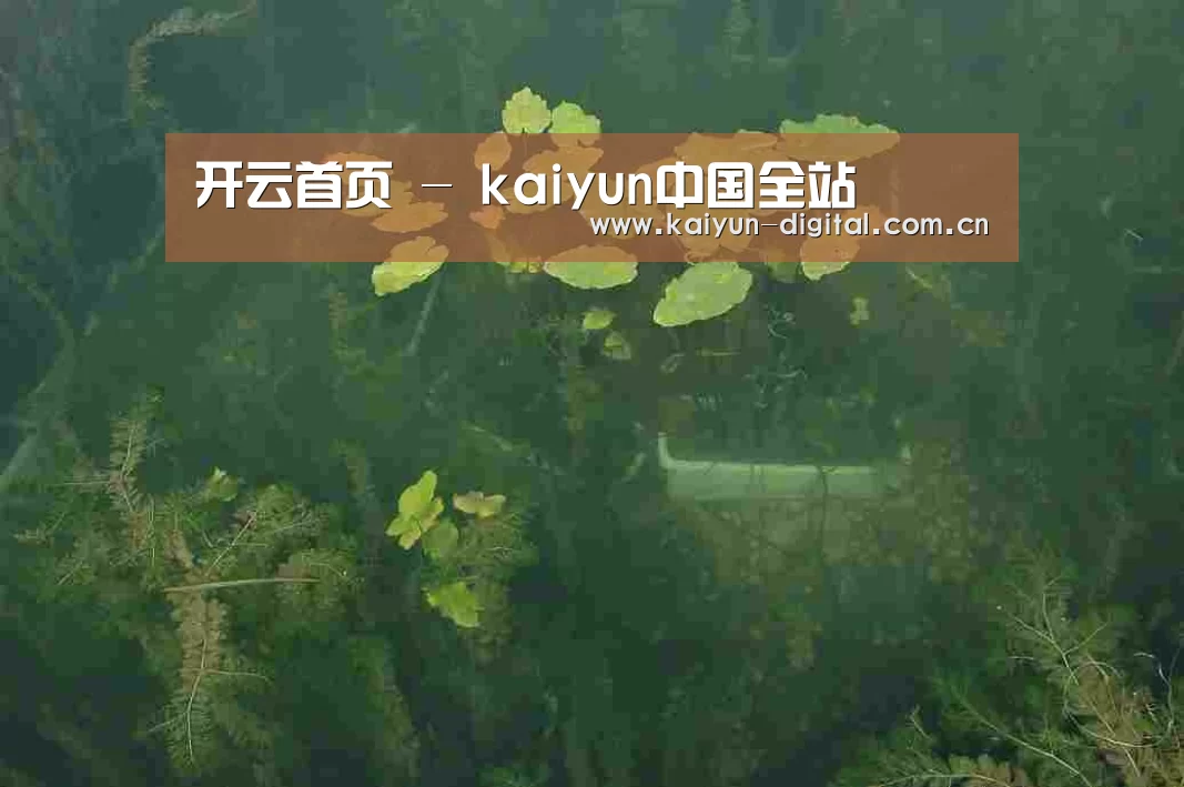 案例展示三